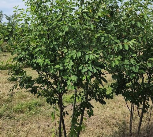 Autumn Brilliance Serviceberry
