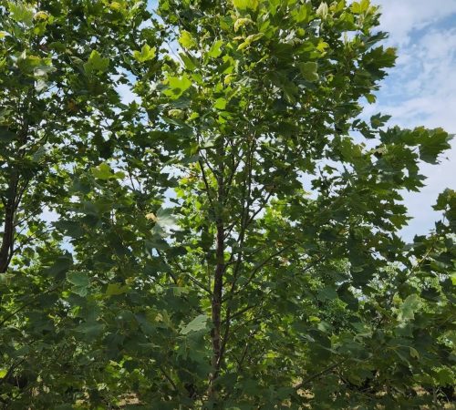 Exclamation Planetree