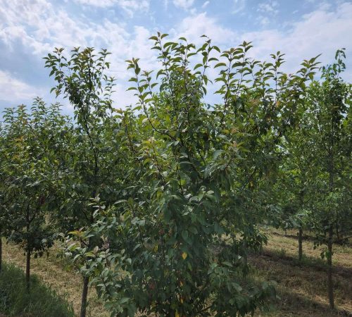 Indian Magic Crabapple