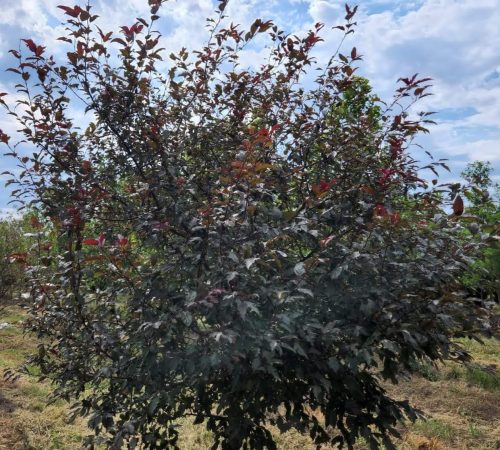 Royal Raindrop Crabapple