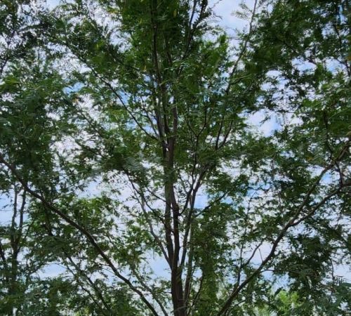 Skyline Honey Locust
